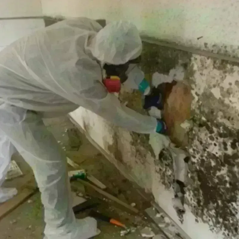 Mold Remediation and Removal in Roslyn, NY